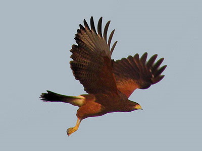 Gavilán mixto/Harris's Hawk Gavilán mixto/Harris's Hawk