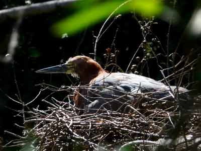 Hocó colorado anidando/Rufescent Tiger-Heron nesting Hocó colorado anidando/Rufescent Tiger-Heron nesting
