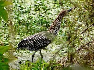 Hocó colorado juvenil/Rufescent Tiger-Heron Juvenile Hocó colorado juvenil/Rufescent Tiger-Heron Juvenile