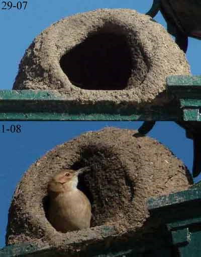 Hornero/Rufous Hornero Hornero/Rufous Hornero