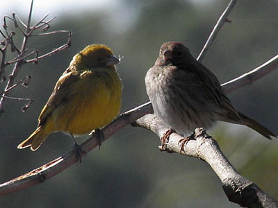 Jilguero dorado/Saffron Yellow-Finch Jilguero dorado/Saffron Yellow-Finch