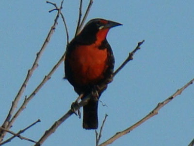 Loica común/Long-tailed Meadowlark Loica común/Long-tailed Meadowlark