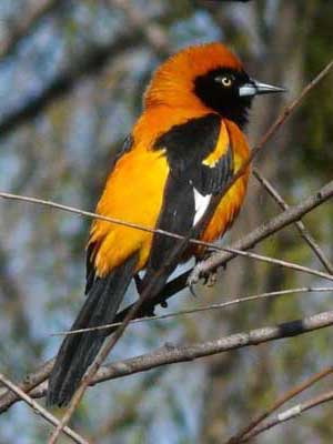 Matico/Orange-backed Troupial Matico/Orange-backed Troupial