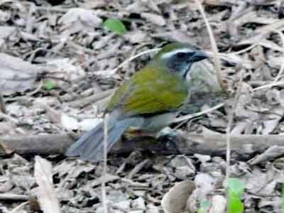 Pepitero verdoso/Green-winged Saltator Pepitero verdoso/Green-winged Saltator