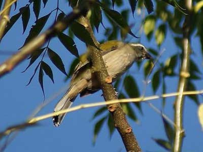 Pepitero verdoso/Green-winged Saltator Pepitero verdoso/Green-winged Saltator