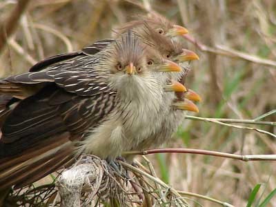Pirincho/Guira cuckoo Pirincho/Guira cuckoo