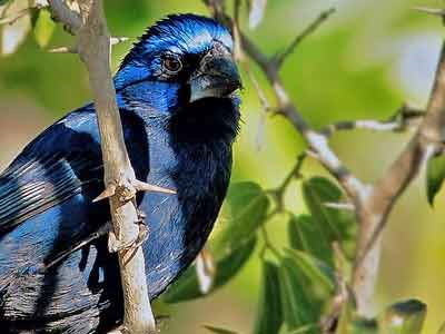 Reinamora grande/Ultramarine Grosbeak Reinamora grande/Ultramarine Grosbeak