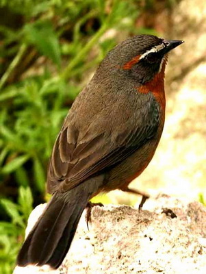Sietevestidos/Black-and-rufous Warbling-Finch Sietevestidos/Black-and-rufous Warbling-Finch
