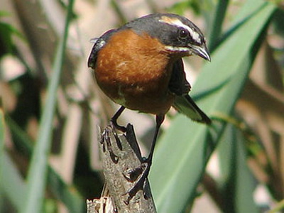 Sietevestidos/Black-and-rufous Warbling-Finch Sietevestidos/Black-and-rufous Warbling-Finch