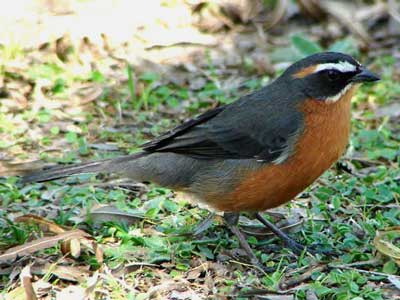 Sietevestidos/Black-and-rufous Warbling-Finch Sietevestidos/Black-and-rufous Warbling-Finch