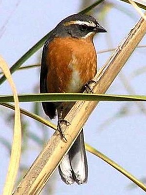 Sietevestidos/Black-and-rufous Warbling-Finch Sietevestidos/Black-and-rufous Warbling-Finch