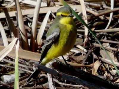 Suirirí amarillo/Yellow-browed Tyrant Suirirí amarillo/Yellow-browed Tyrant