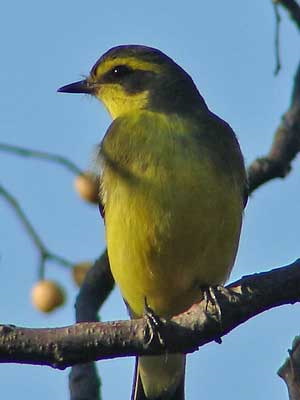 Suirirí amarillo/Yellow-browed Tyrant Suirirí amarillo/Yellow-browed Tyrant