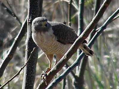 Taguató común/Buteo magnirostris Taguató común/Buteo magnirostris