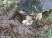 Tortuga de laguna/Side-necked Turtle