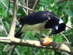 Urraca-común/Plush-crested Jay