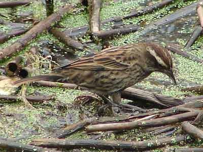 Varillero ala amarilla/Yellow-winged Blackbird Varillero ala amarilla/Yellow-winged Blackbird