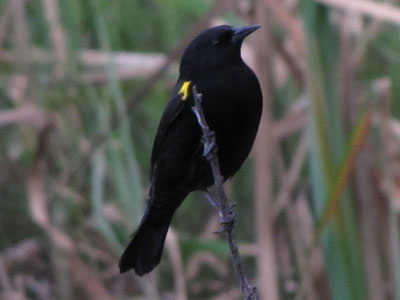 Varillero ala amarilla/Yellow-winged Blackbird Varillero ala amarilla/Yellow-winged Blackbird