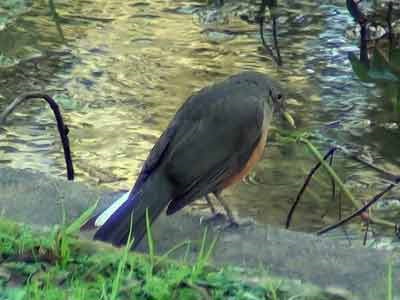 Zorzal colorado/Rufous-bellied Thrush Zorzal colorado/Rufous-bellied Thrush