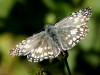 Ajedrezada común/Orcus Checkered Skipper