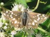 Ajedrezada de lunar/American White Skipper