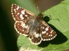 Ajedrezada menor/Argentine Checkered Skipper