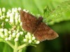 Barrada lilácea/Small Skipper