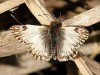 Blanca lomo negro/Omrina White Skipper