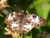Emparchada/White-patched Duskywing