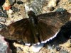 Enlutada de blanco/Funeral Duskywing