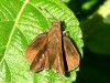 Enrolladora común/Canna Skipper