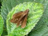 Hierbera común/Fawn-spotted Skipper