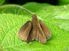 Hierbera salpicada/Gisca Skipper