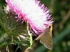 Medialuna común/Eufala Skipper
