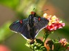 Polibio sangrante/Guava Skipper