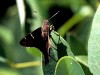 Rabuda de cobre/Zagorus Longtail