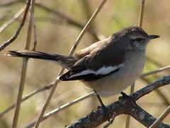 Calandria real/White-banded Mockingbird