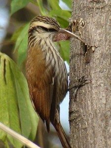 Chinchero chico/Narrow-billed Woodcreeper