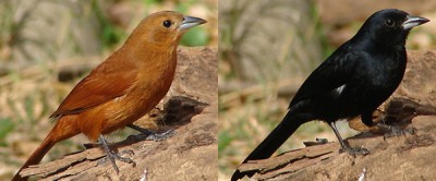 Frutero negro/White-lined Tanager