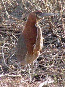 Hocó colorado/Rufescent Tiger-Heron