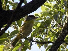 Juan chiviro/Rufous-browed Peppershrike