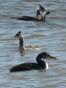 Macá grande/Great Grebe