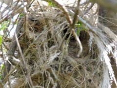 Nido Benteveo/Great Kiskadee Nest