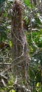 Nido Boyero negro/Solitary Cacique Nest Nido Boyero negro/Solitary Cacique Nest