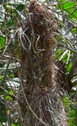 Nido Boyero negro/Solitary Cacique Nest Nido Boyero negro/Solitary Cacique Nest