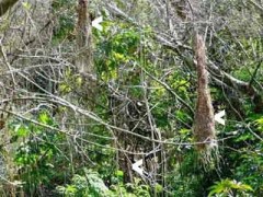 Nido Boyero negro/Solitary Cacique Nest