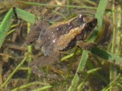 Rana enana/Hensel's Swamp Frog