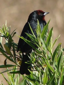 Varillero congo/Chestnut-capped Blackbird