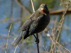 Varillero congo/Chetnut-capped Blackbird