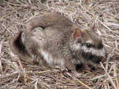 Vizcacha/Plains Viscacha